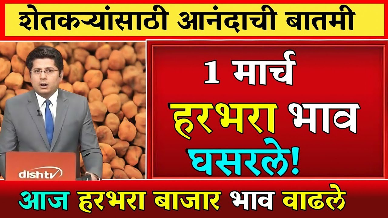 हरभरा दरात मोठी वाढ? पहा आजचे ताजे बाजारभाव | कोणत्या मार्केटमध्ये मिळाला सर्वाधिक दर?