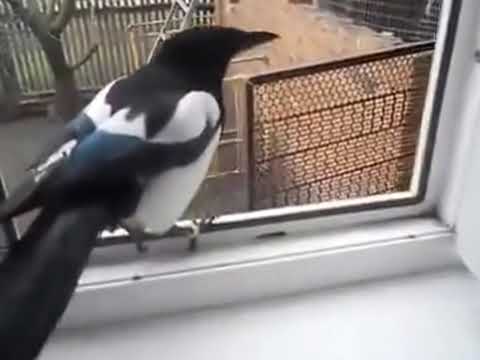 Сорока заразительно смеется и разговаривает как ребенок / Magpie laughs and talks like a child