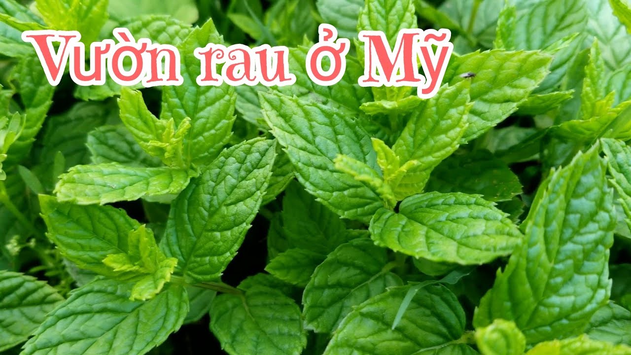 🇺🇸Vườn rau Việt nam ở Mỹ🍅🍌🍊🍋🌱☘🍀🌿🌾 - Vietnamese garden in the U.S - YouTube