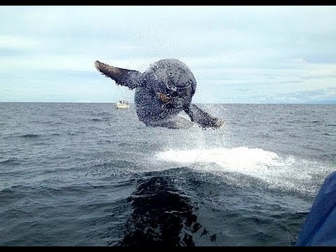 crow news: humpback whale almost jumps into fisherman's