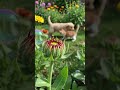 kitten puppy lubby dubby #funny #cute