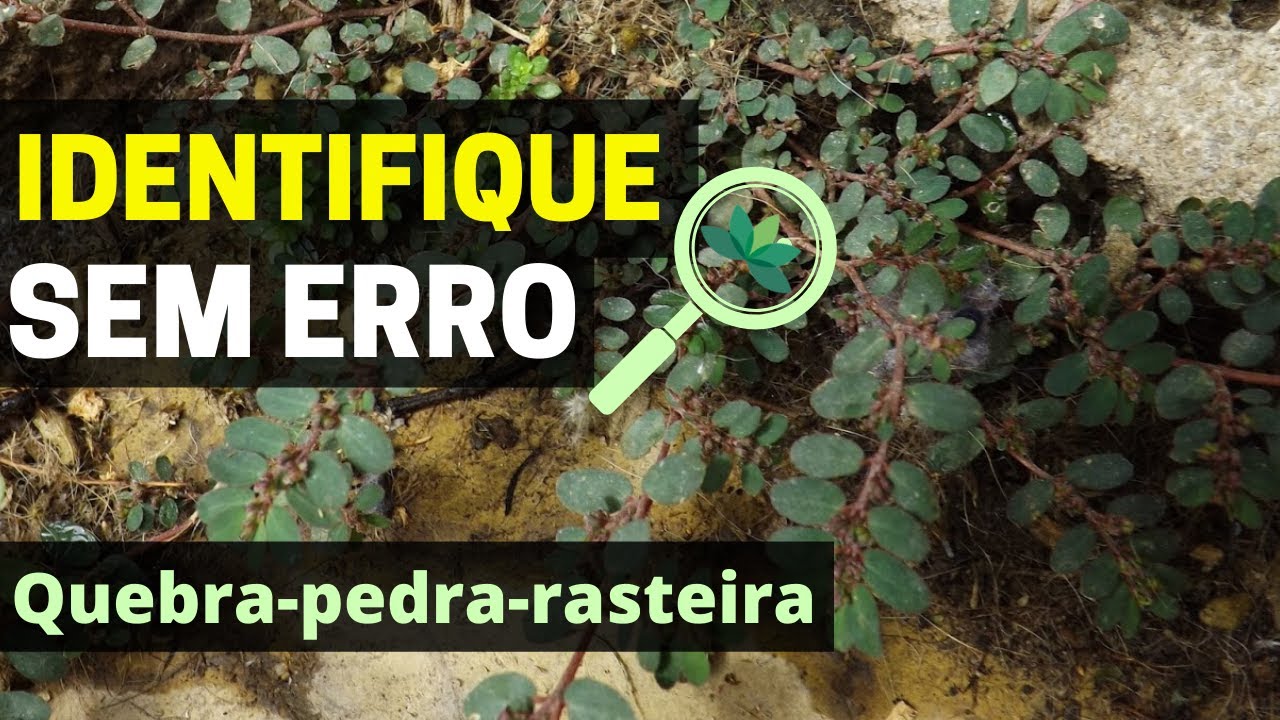 Que PLANTA é essa, Daniel? Quebra-pedra-rasteira