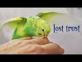 How To Lose Your Budgie’s Trust?