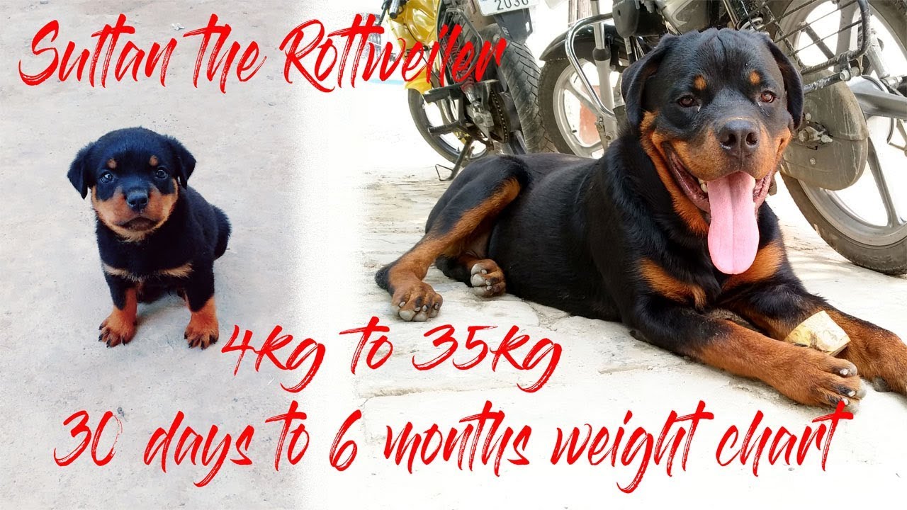 Rottweiler Dog Weight Chart