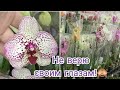 Обзор орхидей в 2х магазинах и Исполнение моей мечты!🤩🙈🥰🤘