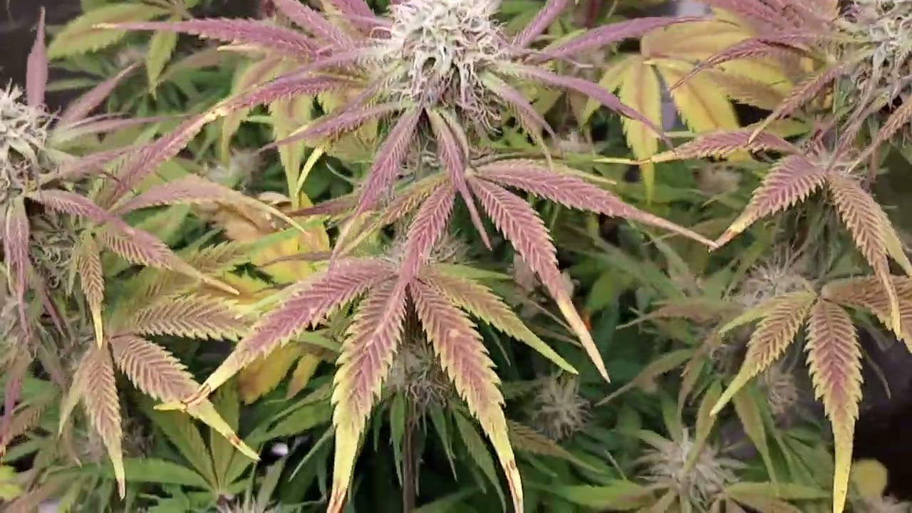 Quick update on the girls. Day 62 Mephisto Genetics & Night Owl