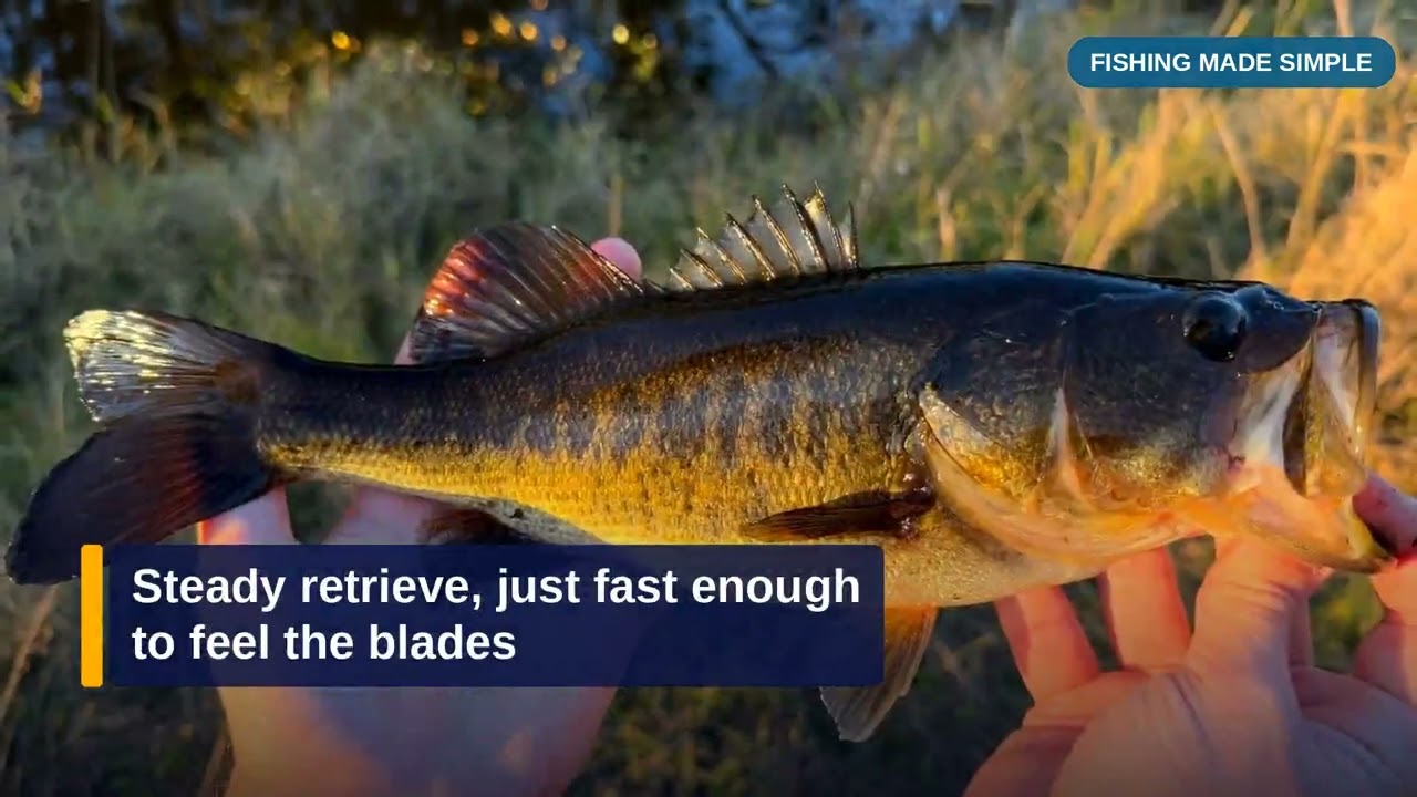 Bass Fishing for Beginners: 3 Lures That Always Work