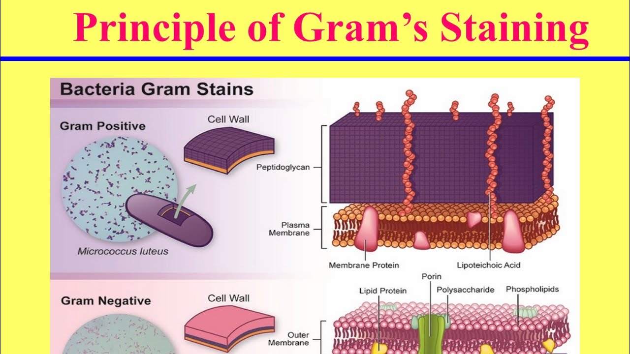 سكشن عملى: الصبغة البكتيرية Bacterial  Staining