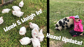 Week 5 weigh-ins and Hazel update