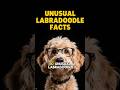 LABRADOODLE DOG FACTS 101 ✅ Fun Designer Breeds Info Video with Top Puppy Training & Grooming Tips!