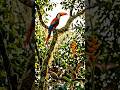 Real Amazon Bird & Animal Sounds! 🌿🦜#shorts #birds #sound