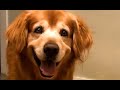 The worlds happiest dog   funniest pets of the month