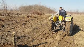 Ursus C335 čupanje panjeva od breskve 1