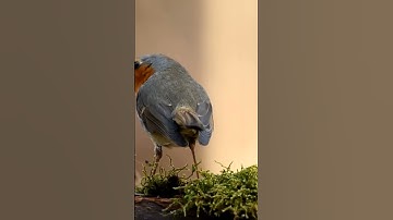 Beautiful Robin Bird ASMR 🤩 #cute #birds #bird #love #beautiful #nature #shorts #fyp