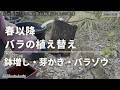《春のバラ苗植え替え(鉢増し)・春のバラ作業》春のバラの様子／バラゾウムシ／ゾンビ肥料について教えて下さい！／芽かき