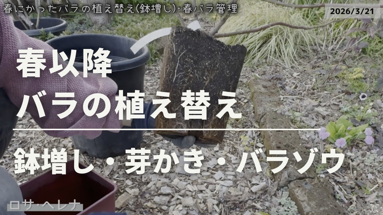 《春のバラ苗植え替え(鉢増し)・春のバラ作業》春のバラの様子／バラゾウムシ／ゾンビ肥料について教えて下さい！／芽かき