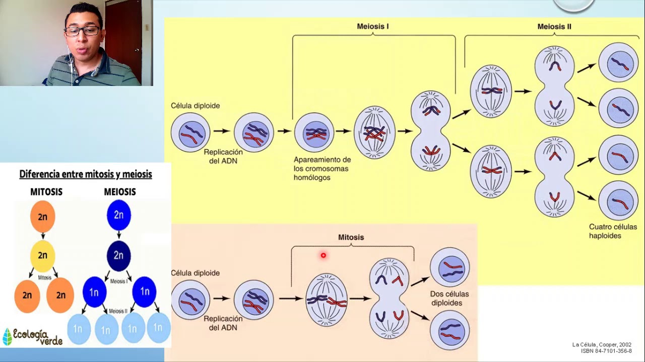 Деление родительской клетки. Жизненный цикл митоз мейоз схема. Схемы фаз митоза и мейоза. Митоз и мейоз кратко схема. Митоз мейоз схема таблица.