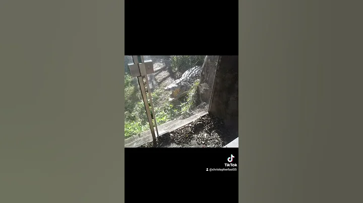 2022 video
