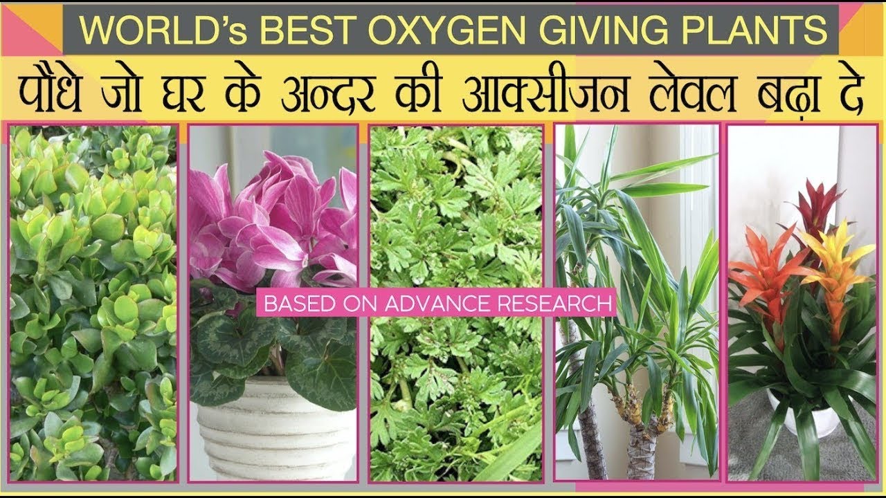 पौधे जो घर के अन्दर की आक्सीजन लेवल बढ़ा दें।। Best Indoor Plants To