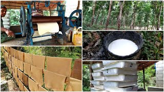 How natural Rubber is Made from Trees | Rubber Harvesting and Processing | Rubber Tapping Method