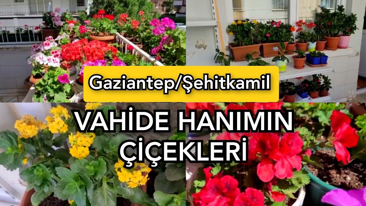 SARDUNYA KRALİÇESİ VAHİDE HANIMIN ÇİÇEKLERİ🥰🌹🪴#çiçekseverler
