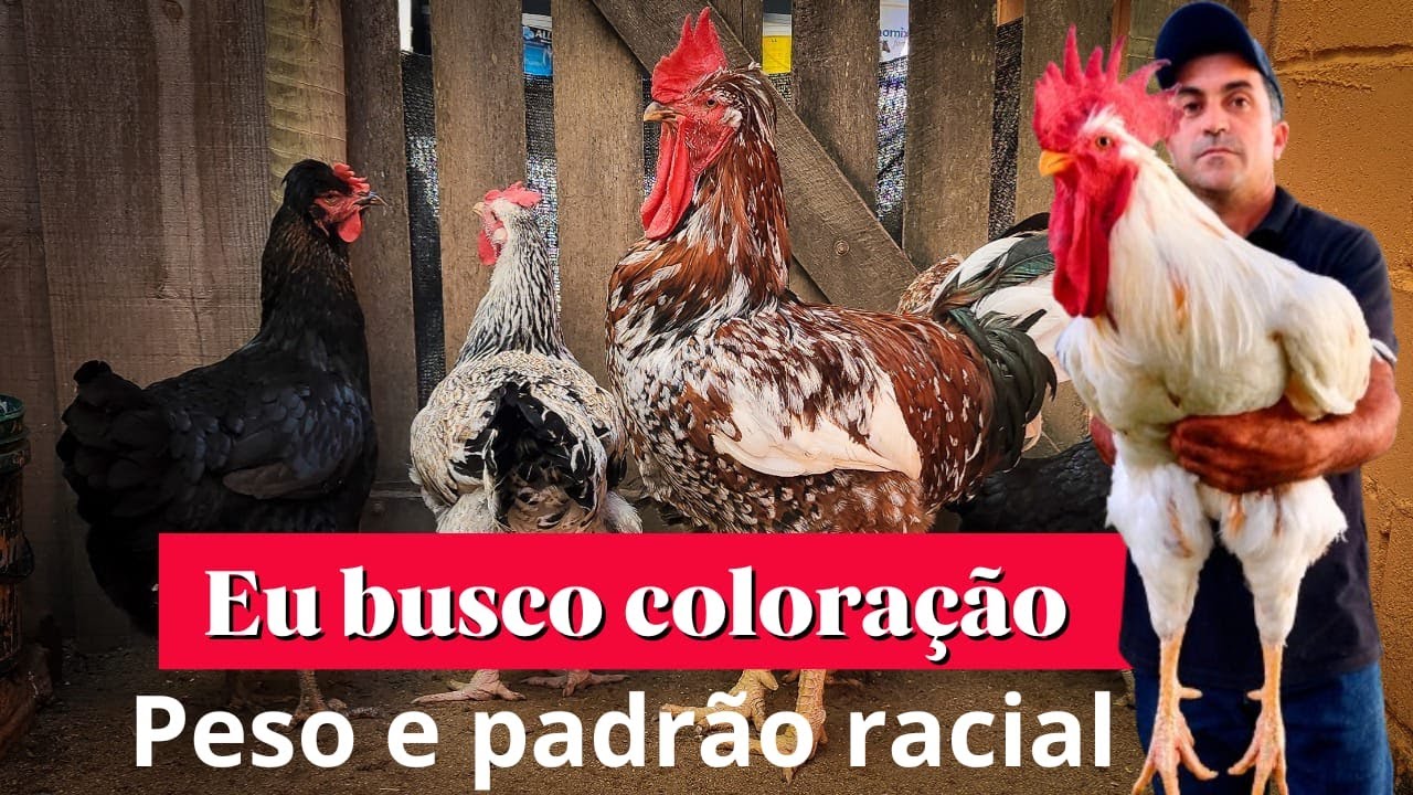 DESDE CRIANÇA GOSTO DE GALINHA E A GALINHA BALÃO ME ENCANTOU .