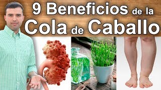 Para que Sirve la Cola de Caballo  9 Propiedades y Beneficios Para la Salud