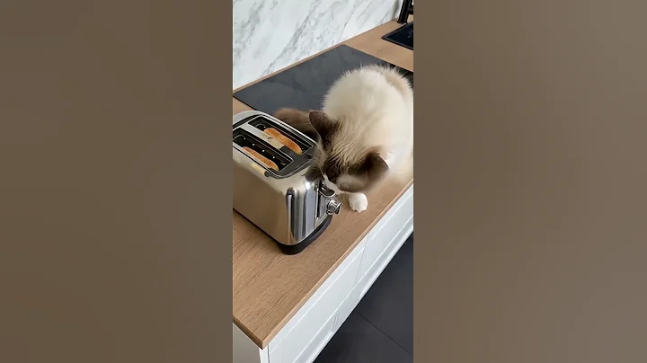 Video 11631521: cat cute funny pet, loud funny cat, pets attack, beautiful cat