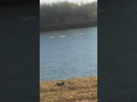 Видео: Хун ямар шувуудынх вэ?