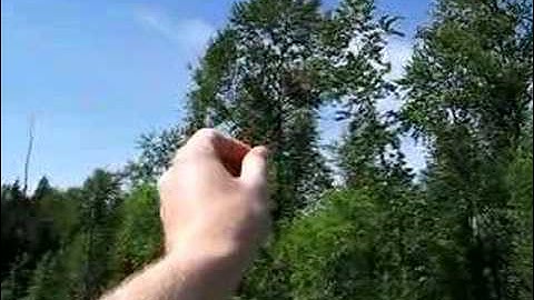 Tree Swallow collecting feathers, 2007