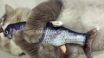 Cats Play: Amazinglycat Dancing Fish Cat Toy 2020