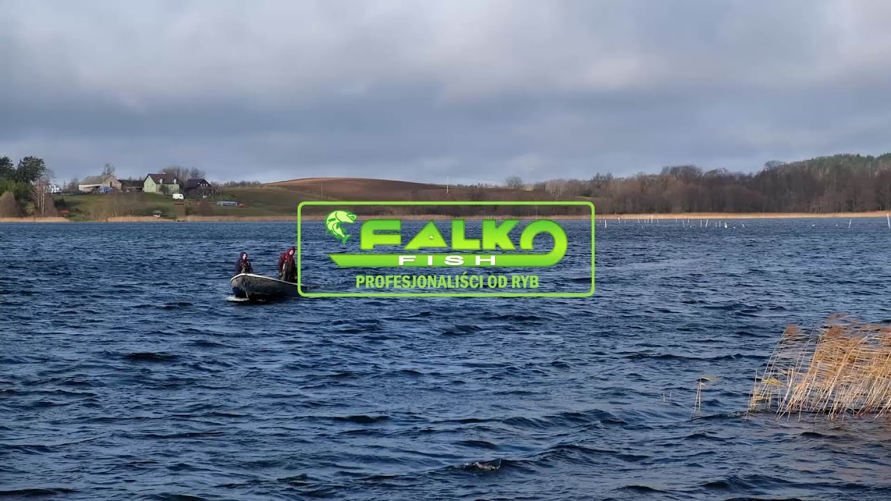 Falko 🐟 zarybianie jeziora Wiżajny narybkiem lina i szczupaka - 12.11.2021