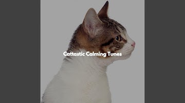 Pulsating Ambiance for Shared Desks