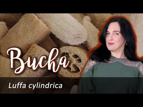 Vídeo: Luffa Com Nervuras Pontiagudas Ou Luffa Facetada