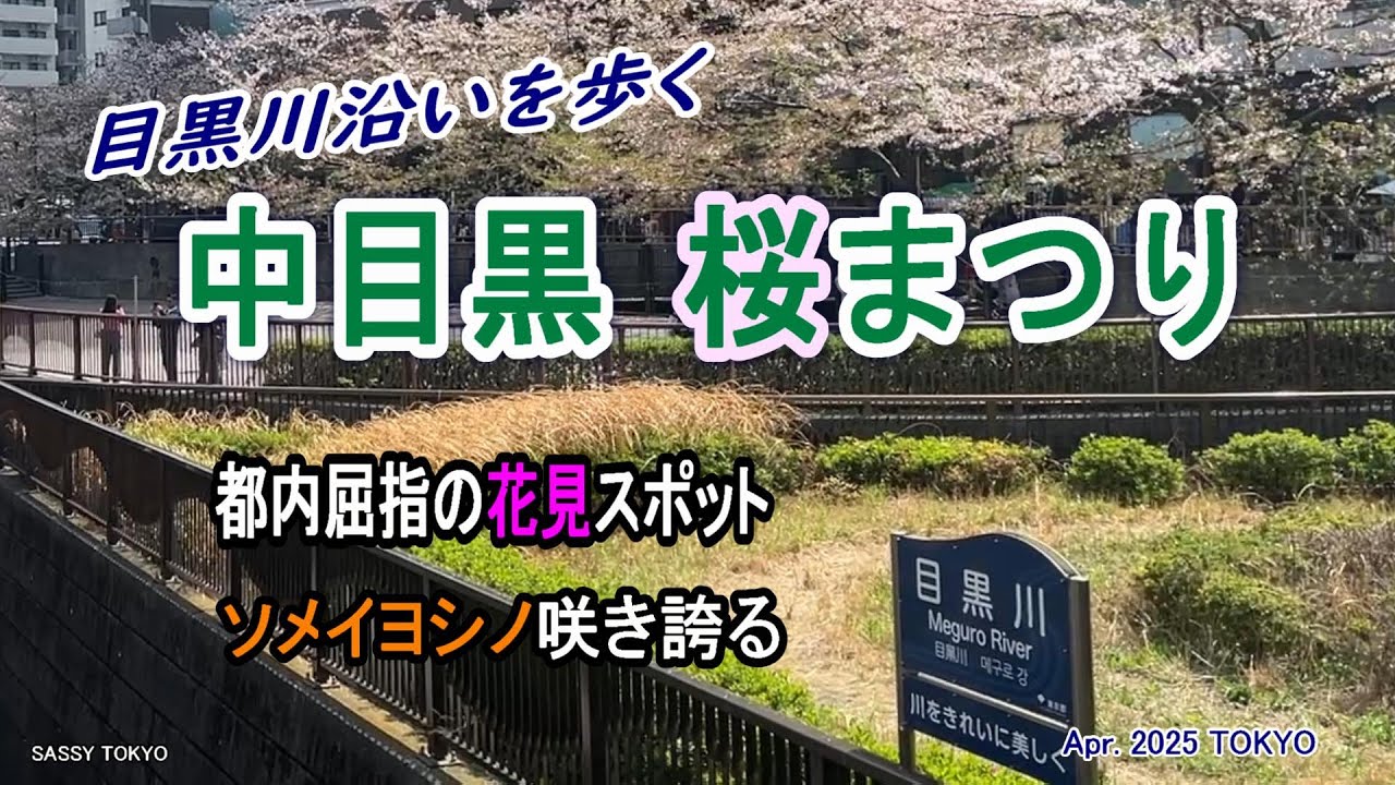 桜 さくら Cherry Blossom 中目黒 桜まつり 目黒川沿い ソメイヨシノ 都内屈指の桜スポット サクラ - YouTube