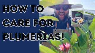 How to Care for Plumerias!