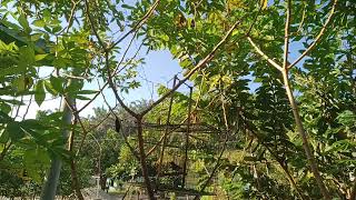 Download Lagu Mikat Burung Kamade Bunga Api Paling Cepat MP3