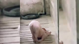 Try Not To Laugh Funny Pigs