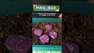 hari hari indah bersama maggot #blacksoldierfly #kandangbsf #magobox #zerowaste #maggotbsf