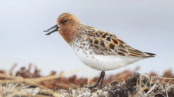 Spoon-billed Sandpiper: Courtship - DayDayNews