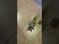 #viral #cat #feed #cats