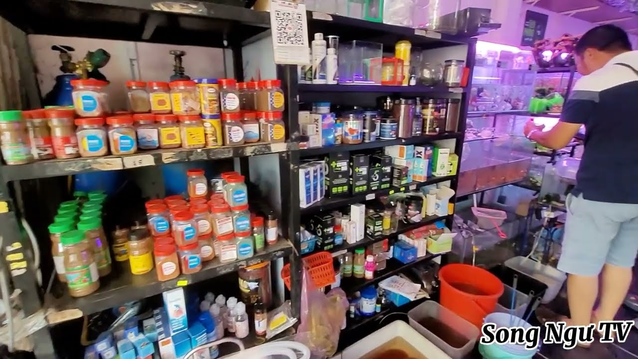 Thiên Đường Cá Cảnh Nhà Bè | Cá Giá Rẻ 2k - 5k - 10k | Tiệm Cá Cảnh Thanh Toàn Nhà Bè | Songngutv