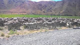 Sheep traffic jam Mar 9, 2015