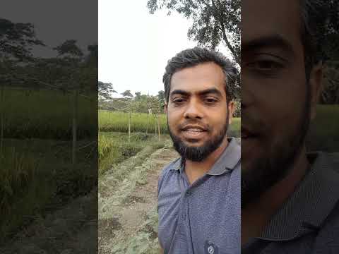 life of a primary teacher. youtube. short. short video. short videos.
