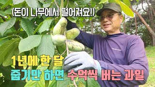 떨어진 과일 줍기만 해도 연매출20억? 비법은?#농사 #제철음식 #농업