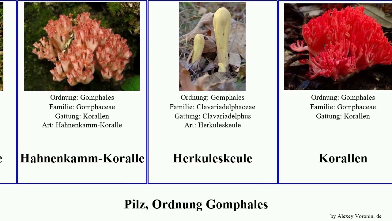 Pilz, Ordnung Gomphales fungus Koralle Turbinellus Gautieria Sweet Riesenkeule Bauchweh-Koralle