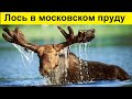 Москву атакуют Лоси, Лисицы и Ежи!... Что происходит?