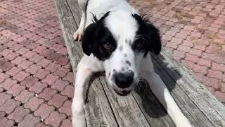 Meet Betta a Spaniel, English Springer currently available for adoption! 4/24/2024 1:41:45 PM by petangopets 30 views 1 day ago 17 seconds