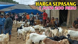 Harga Kambing Bahan Breeding