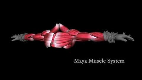 Maya Muscle System
